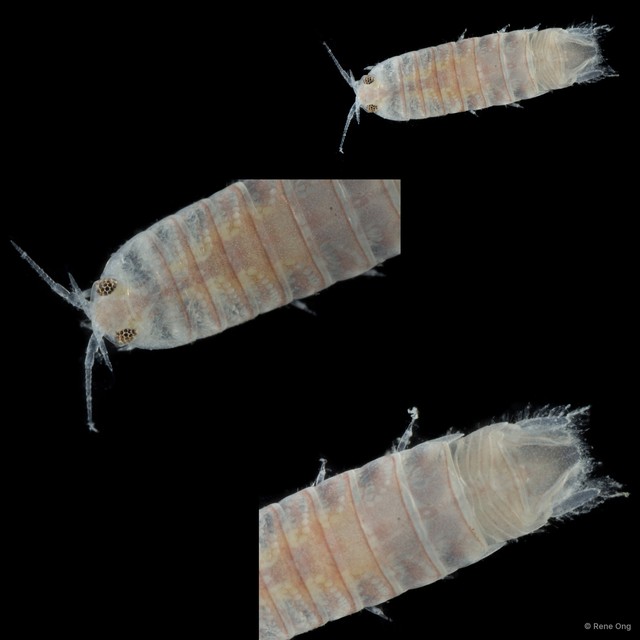 Cymothooidea sp. "28" • © Rene Ong • All Rights Reserved