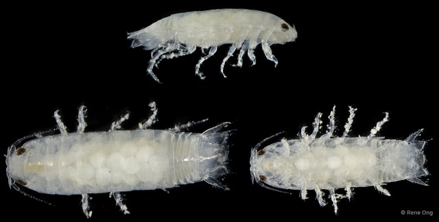 Cymothooidea sp. "3" • © Rene Ong • All Rights Reserved