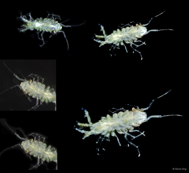 Asellota sp. "3" • © Rene Ong • All Rights Reserved