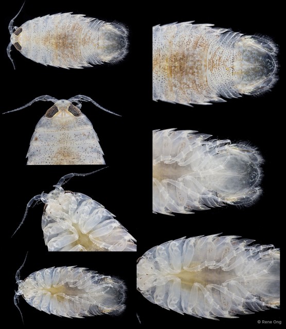 Cymothooidea sp. "39" • © Rene Ong • All Rights Reserved