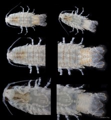 Cymothooidea sp. "4"