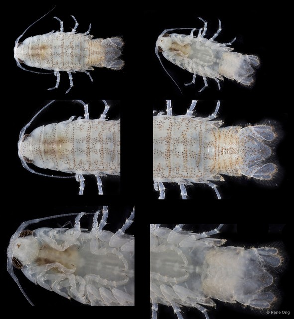 Cymothooidea sp. "4" • © Rene Ong • All Rights Reserved