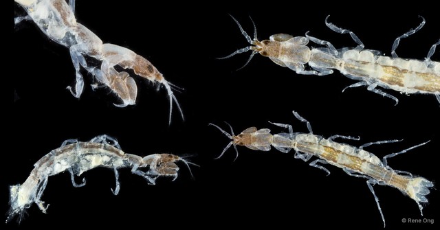 Anthuroidea sp. "4" • © Rene Ong • All Rights Reserved