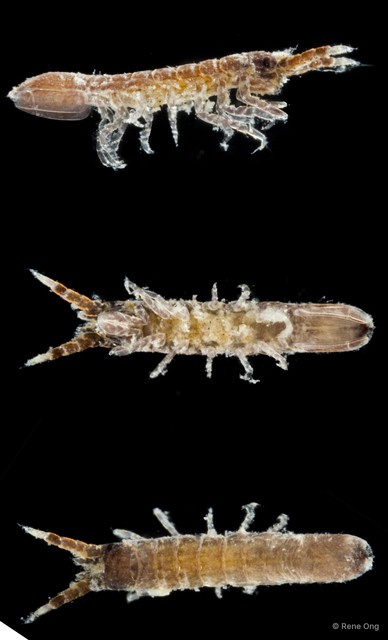 Asellota sp. "4" • © Rene Ong • All Rights Reserved