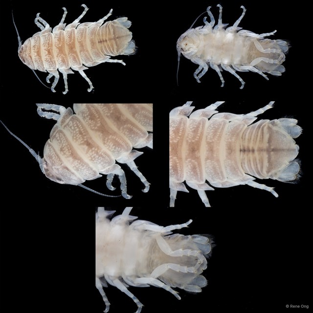 Cymothooidea sp. "41" • © Rene Ong • All Rights Reserved