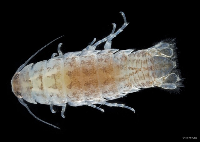 Cymothooidea sp. "42" • © Rene Ong • All Rights Reserved