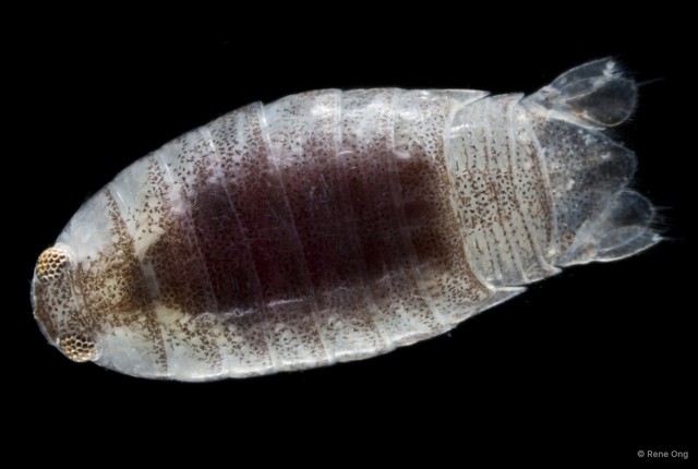 Cymothooidea sp. "43" • © Rene Ong • All Rights Reserved