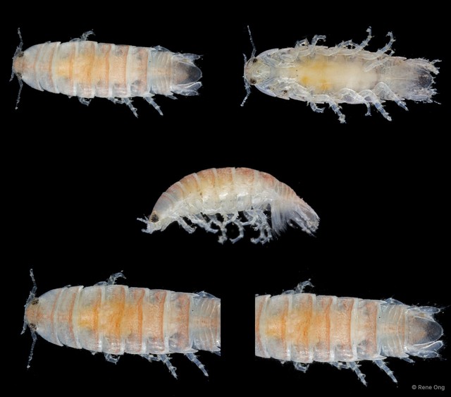 Cymothooidea sp. "44" • © Rene Ong • All Rights Reserved