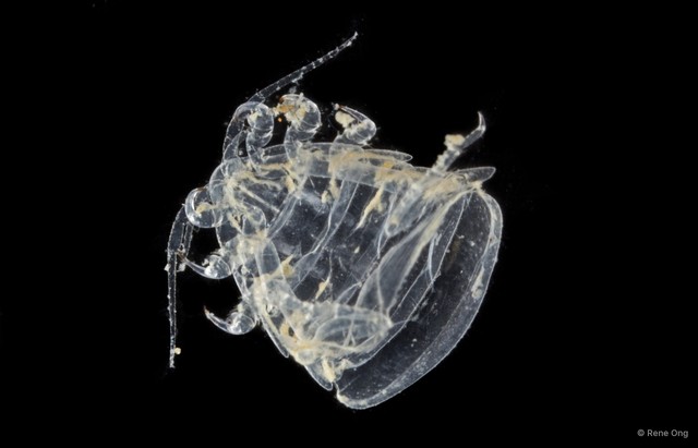 Cymothooidea sp. "45" • © Rene Ong • All Rights Reserved
