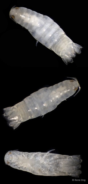 Cymothooidea sp. "46" • © Rene Ong • All Rights Reserved