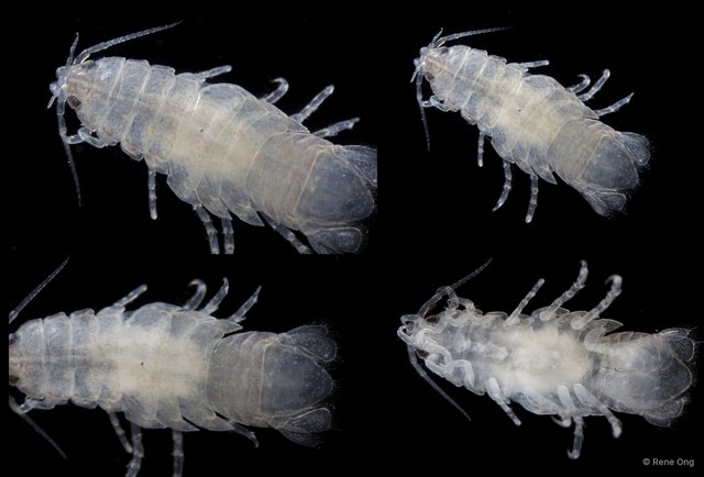 Cymothooidea sp. "47" • © Rene Ong • All Rights Reserved