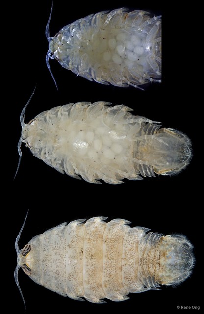 Cymothooidea sp. "48" • © Rene Ong • All Rights Reserved