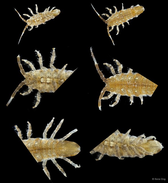 Asellota sp. "5" • © Rene Ong • All Rights Reserved