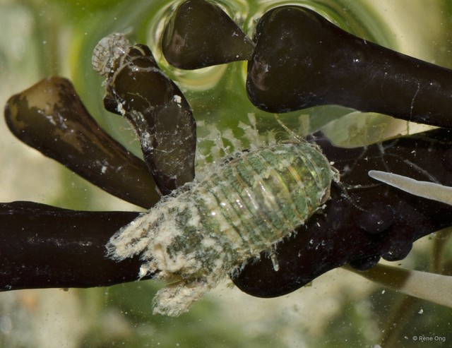 Isopoda sp. "5dae81e0" • © Rene Ong • All Rights Reserved