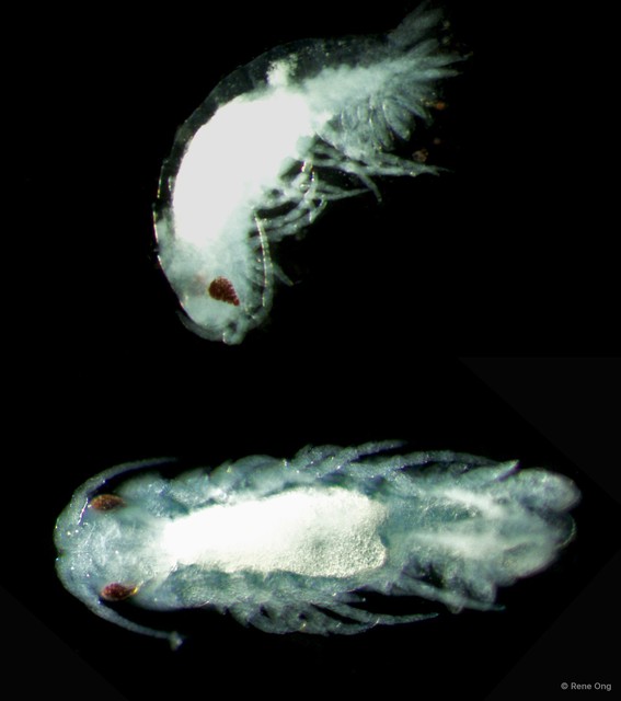 Cymothooidea sp. "6" • © Rene Ong • All Rights Reserved