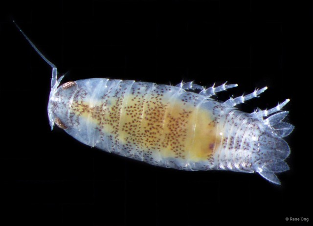 Cymothooidea sp. "7" • © Rene Ong • All Rights Reserved