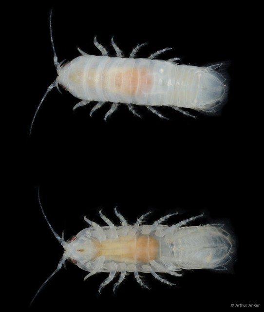 Cymothooidea sp. "8" • © Arthur Anker • All Rights Reserved