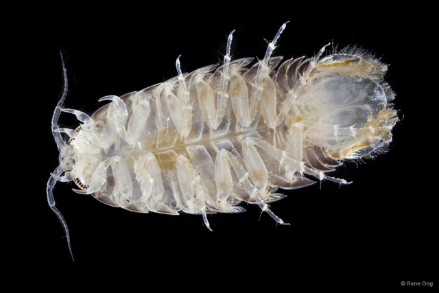 Cymothooidea sp. "9" • © Rene Ong • All Rights Reserved