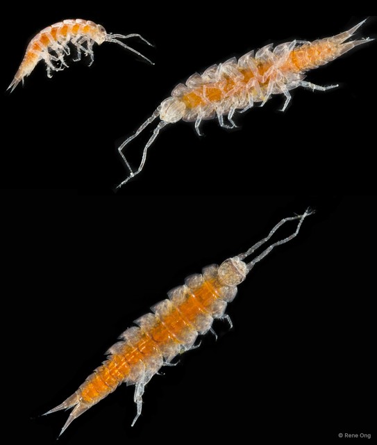 Oniscidea sp. "f9edcc05" • © Rene Ong • All Rights Reserved