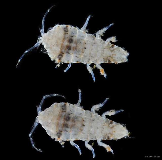 Isopoda sp. "Isopod 1" • © Arthur Anker • All Rights Reserved