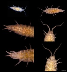 Isopoda sp. "Isopod 2"