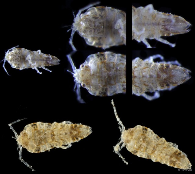 Isopoda sp. "Isopod 4" • © Rene Ong • All Rights Reserved