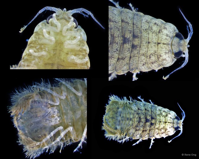 Alitropus typus • © Rene Ong • All Rights Reserved