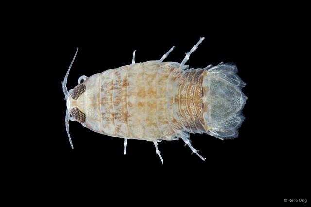 Rocinela sp. "SS-1872" • © Rene Ong • All Rights Reserved