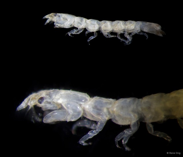 Anthuridae sp. "1" • © Rene Ong • All Rights Reserved