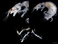 Anthuridae sp. "2"