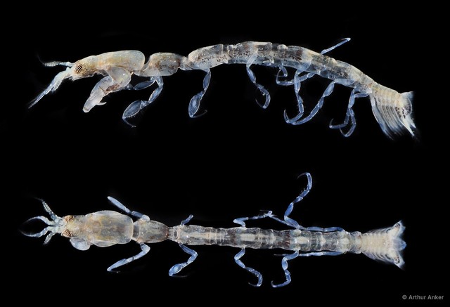Anthuridae sp. "4" • © Arthur Anker • All Rights Reserved