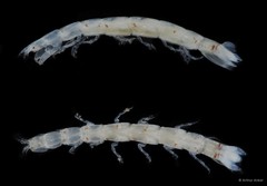Anthuridae sp. "5"