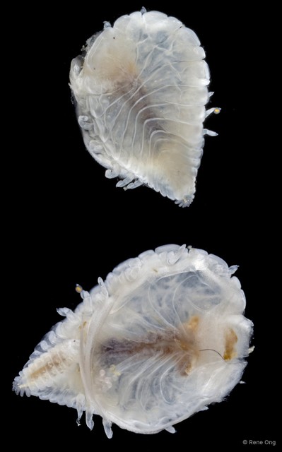 Bopyridae sp. "2" • © Rene Ong • All Rights Reserved