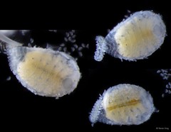 Bopyridae sp. "3" • © Rene Ong • All Rights Reserved