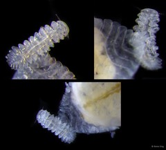 Bopyridae sp. "3" • © Rene Ong • All Rights Reserved