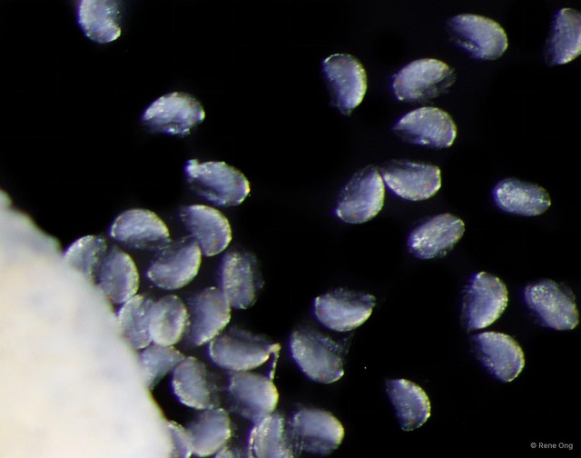 Bopyridae sp. "3"