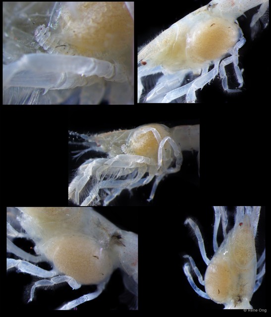 Bopyridae sp. "3"