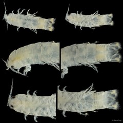 Cirolana trulla • © Rene Ong • All Rights Reserved