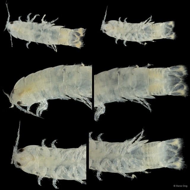 Cirolana trulla