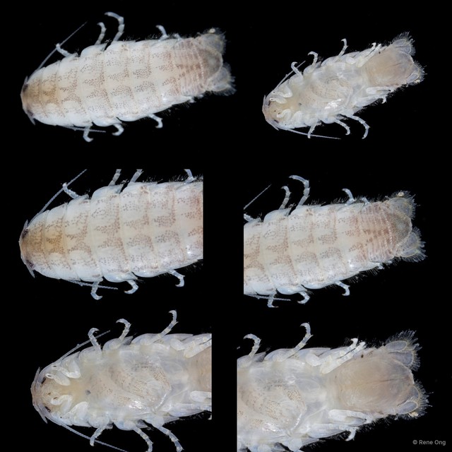 Argathona lineata