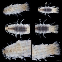 Argathona lineata • © Rene Ong • All Rights Reserved