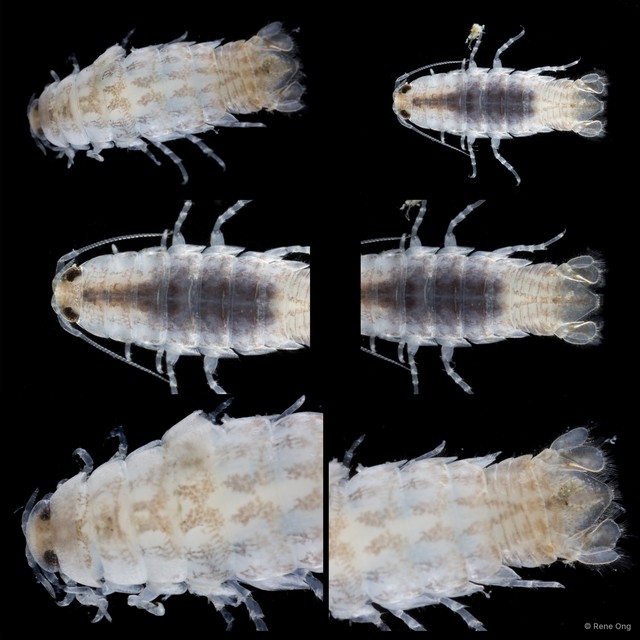 Argathona lineata