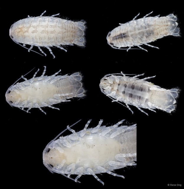 Argathona lineata