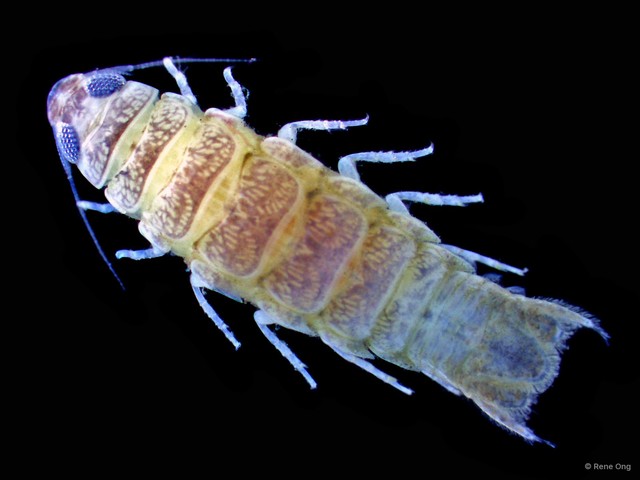 Corallana sp. "9ad0b109" • © Rene Ong • All Rights Reserved