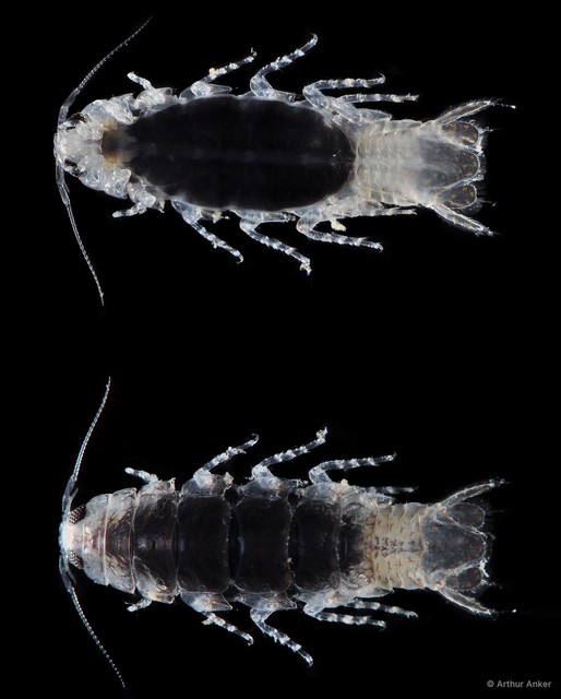 Corallana sp. "JS-2675" • © Arthur Anker • All Rights Reserved