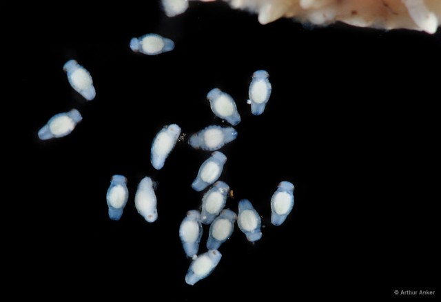 Cymothoa sp. "4" • © Arthur Anker • All Rights Reserved