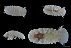 Cymothoa pulchrum