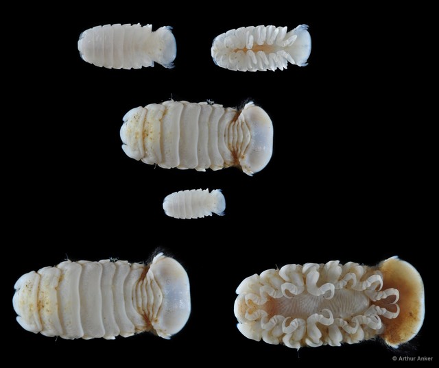 Cymothoa pulchrum