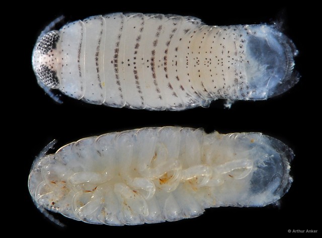 Cymothoa pulchrum