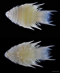Cymothoa pulchrum • © Arthur Anker • All Rights Reserved